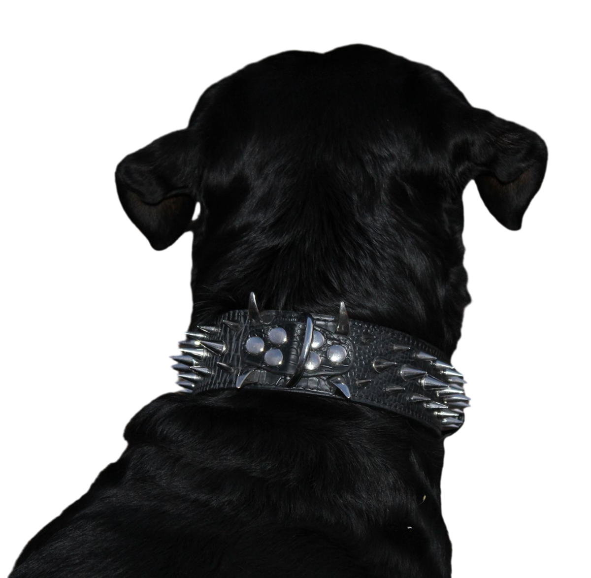 Black Swan collar